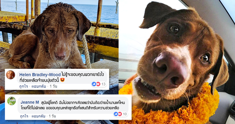 ความเห็นชาวเน็ตต่างชาติ หลังสื่อนอกรายงานข่าว คนไทยช่วยหมาติดแท่นน้ำมันกลางทะเล