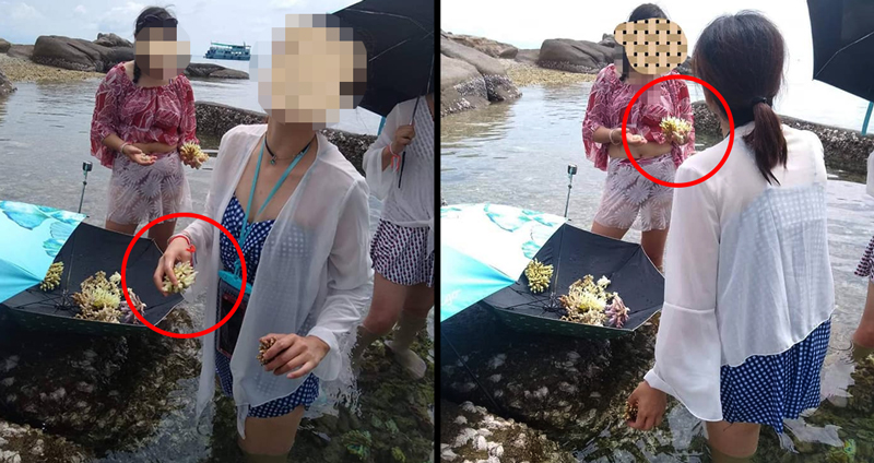 ภาพสะเทือนใจ นักท่องเที่ยว ‘เด็ดปะการัง’ ที่อ่าวไทย ชาวเน็ตเดือด ทำไมไกด์ไม่ดูแลให้ดี!!
