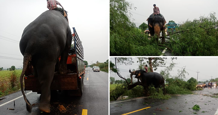 รถขนช้าง ขับไปเจอพายุ ต้นไม้ล้มขวางถนน จนต้องขอ “พี่จารึก” ลงจากรถมาช่วยเคลียร์ทาง