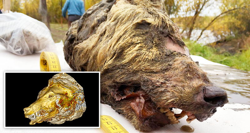 พบซากศีรษะหมาป่ายักษ์ในเพอร์มาฟรอสต์ที่รัสเซีย นักวิจัยคาดมีอายุมากถึง 40,000 ปี