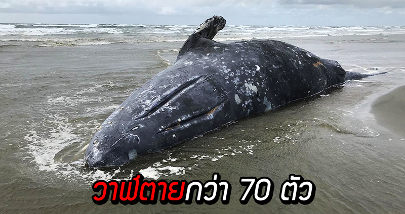 องค์การสหรัฐฯ ออกเตือน หลังพบวาฬสีเทาตายกว่า 70 ตัว ตั้งแต่ช่วงต้นปีที่ผ่านมา