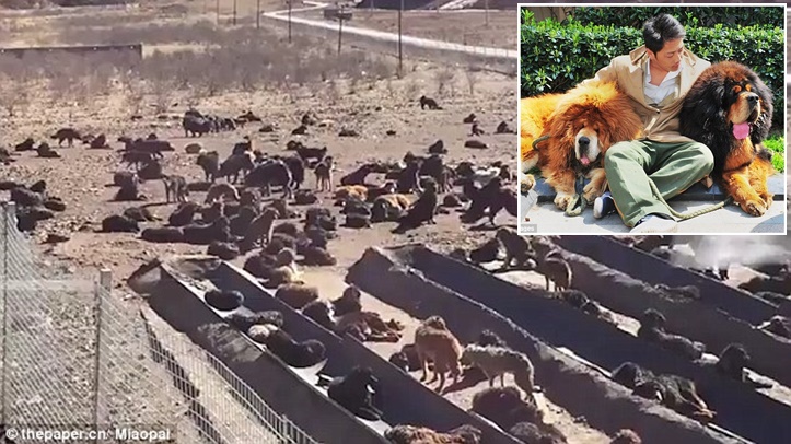 เจ้าหน้าที่ช่วยเหลือ “สุนัขทิเบตัน มาสทิฟฟ์” กว่า 1,000 ตัว ถูกทิ้งไว้ที่ฟาร์มร้าง ในชนบทของจีน!!