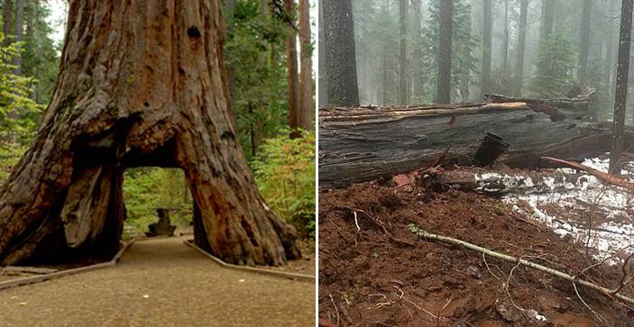 ‘ต้นไม้อุโมงค์’ เก่าแก่อายุกว่า 1,000 ปี ในรัฐแคลิฟอร์เนีย ถูกพายุเฮอร์ริเคนโค่นลงในที่สุด