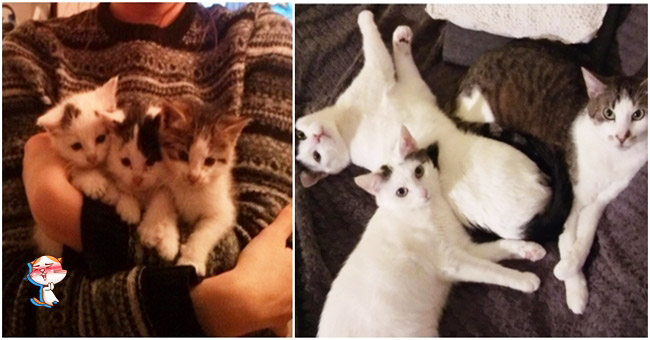 ครอบครัวหนึ่งช่วยเหลือ ‘3 แมวพี่น้อง’ ขี้กลัวและถูกแม่ทิ้ง แต่ 2 ปีต่อมา พวกมันน่ารักสุดสุ๊ดด