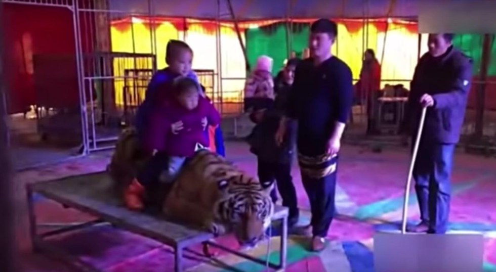 นักท่องเที่ยวอัดคลิป ‘เสือถูกล่ามโซ่’ จากประเทศจีน วอนผู้ใหญ่ใจดีช่วยเหลือ