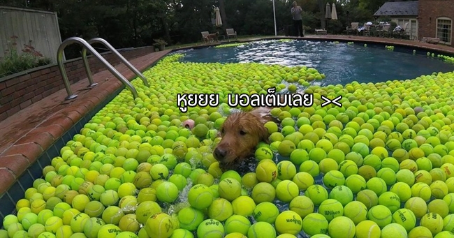 ฝันที่เป็นจริง สุนัขที่ถูกช่วยเหลือมา ได้เล่นลูกเทนนิส 4,000 ลูก เกิดเป็นความฟิ๊นนน ฟินนน~