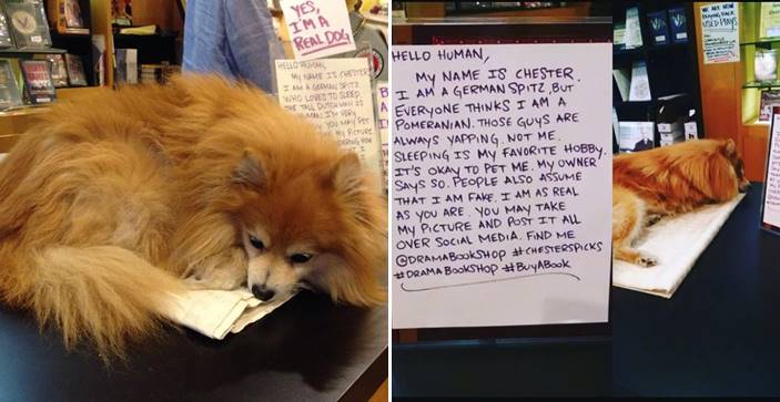 เจ้าหมาเฝ้าร้านหลับเป็นประจำ จนคนถล่มถามว่าเป็น “หมาจริง” รึเปล่า ให้ป้ายบอกแทนละกัน!!