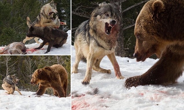 ภาพวินาทีการต่อสู้แย่งชิงอาหาร ระหว่าง “หมาป่า และ หมีกริซลี่” เกิดเป็นศึกอันยิ่งใหญ่!!!