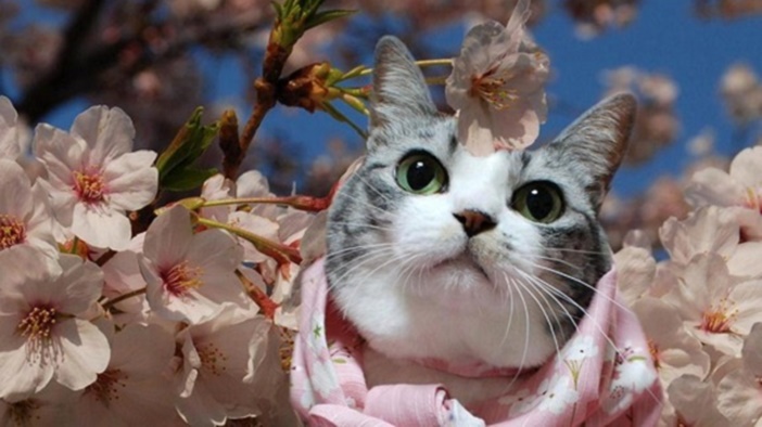 รวม 25 ชื่อแมวยอดฮิตของชาวญี่ปุ่น เผื่อคุณจะเอาไว้ไปตั้งชื่อแมวของตัวเองบ้าง!?