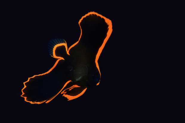 ยลโฉม “ปลานกไฟ” สิ่งมีชีวิตอันงดงามใต้ทะเล ที่สวยเหมือนว่ามาจากนอกโลก