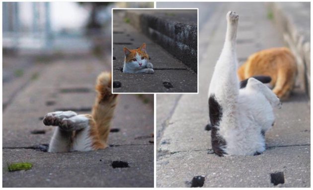 หนุ่มญี่ปุ่นเก็บภาพน่ารักๆ ของแมวจรแถวบ้าน นี่มัน ‘แมวท่อ ตรื๊ดตรื๊ดตรื๊ด’ นี่หว่า…