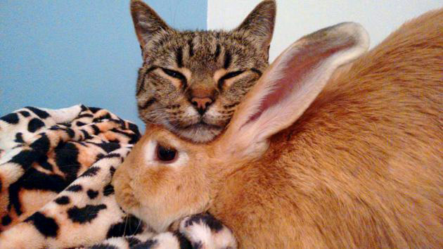 เมื่อ “แมวเหมียว” กับ “กระต่าย” มาเจอกัน ไม่มีใครคิดว่ามันจะเป็นเพื่อนซี้ แต่มันก็เป็นได้!!