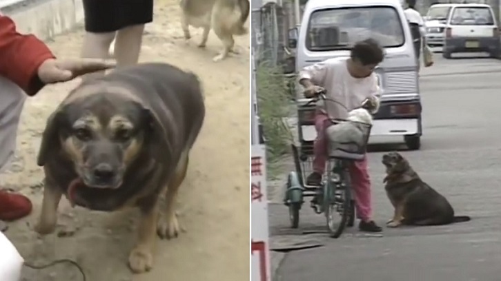 สุนัขญี่ปุ่น “ซัจจัง” อ้วนขึ้นจนเจ้าของแปลกใจ เลยให้รายการทีวีตามสืบชีวิตมันจนพบความจริง