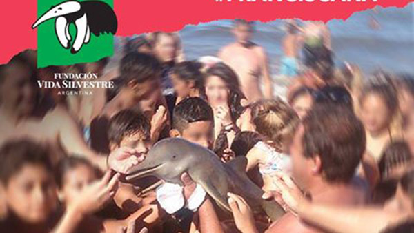 นักท่องเที่ยวรุมถ่ายเซลฟี่ “ลูกปลาโลมา” จนเสียชีวิต ชาวเน็ตร่วมออกแคมเปญรณรงค์!!