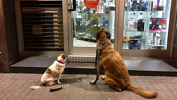 อินสตาแกรมรวมภาพ “หมารอเจ้าของนอกร้าน” เมื่อคุณไม่อยู่ใกล้ พวกมันก็เหงานะ!!