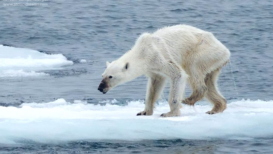 1 ภาพถ่ายสะท้อนความจริงของ “อนาคตหมีขั้วโลก” กับความเปลี่ยนแปลงอันน่าใจหาย