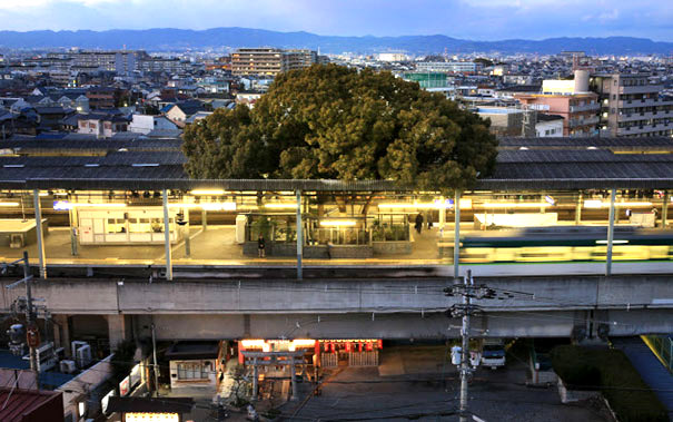 เราอยู่ร่วมกันได้… ญี่ปุ่นไม่ตัดต้นไม้อายุ 700 ปี สร้างสถานีรถไฟใหม่ครอบทับแทน