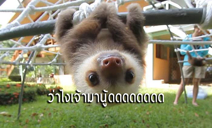 What Does  A Sloth Say? ชมความน่ารักของสล็อตตัวน้อย ส่งเสียงร้องสื่อสารกับเจ้าหน้าที่