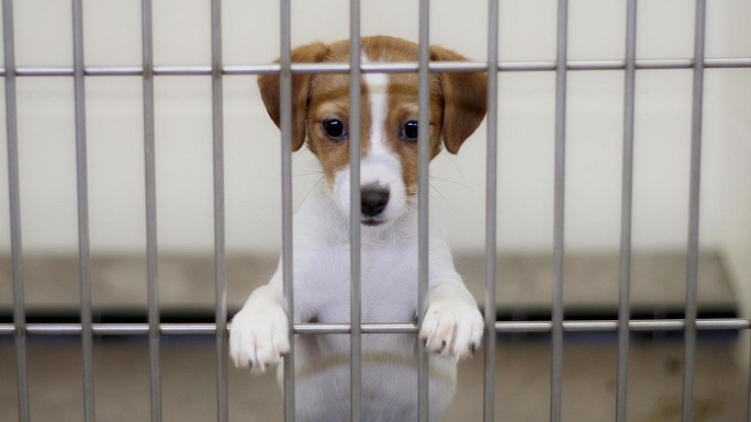 ซานฟรานซิสโก ออกกฎหมายบังคับร้านสัตว์เลี้ยง ให้ขายสัตว์จากสถานสงเคราะห์เท่านั้น