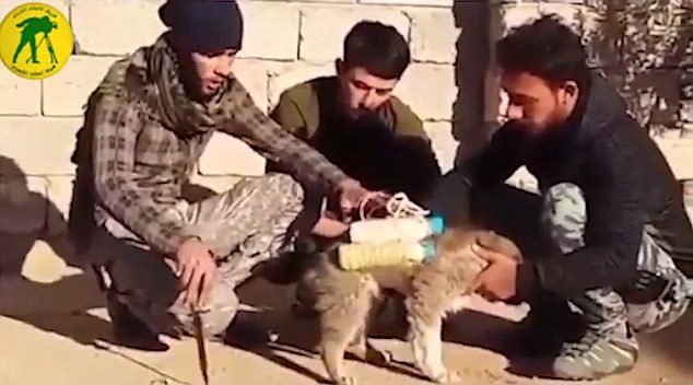 เล่ห์กลใหม่ของ ISIS ใช้ระเบิดมัดติดกับสุนัข โชคดีที่ชาวอิรักเห็นก่อนและช่วยไว้ได้ทัน!!