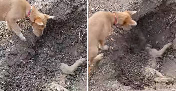 ร่วมอาลัย… เจ้าหมาพยายามใช้จมูกเขี่ยดิน เพื่อกลบ “ร่างไร้วิญญาณ” ของเพื่อนผู้จากไป