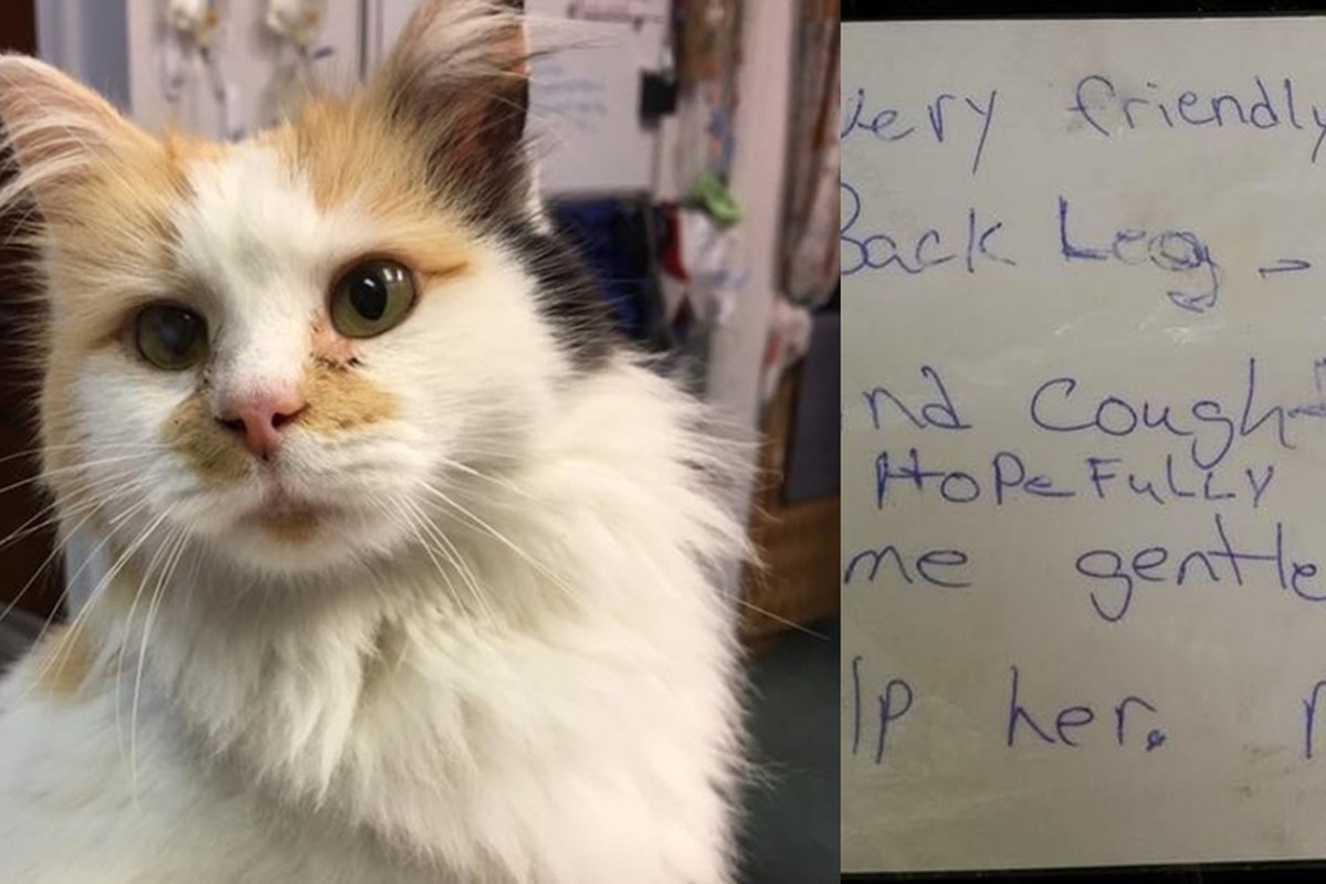 แมวสามสีถูกทิ้งไว้หน้าโรงพยาบาลสัตว์ พร้อมกับ “กระดาษโน้ต” ขอความช่วยเหลือ…
