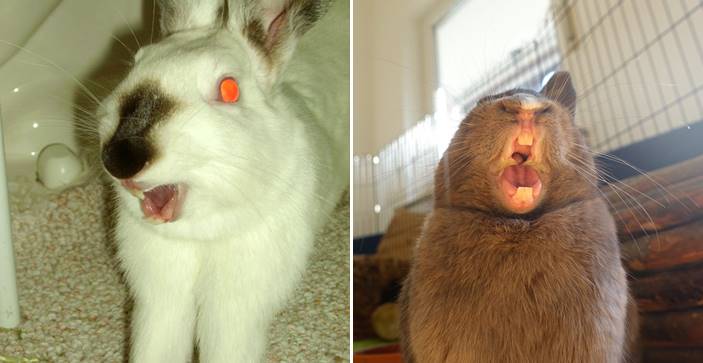15 ภาพ ‘กระต่ายหาว’ ที่จะมาพิสูจน์ให้เห็นว่า พวกมันแฝงความน่ากลัวมากกว่าที่คิด!!