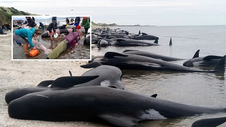 อาสาสมัครนิวซีแลนด์เร่งช่วยเหลือวาฬกว่า 400 ตัว หลังโดนคลื่นซัดมาเกยชายหาดเอง