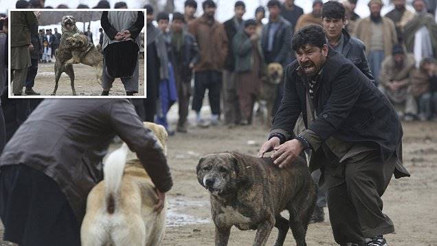 ประเพณี ‘ชนสุนัข’ ในอัฟกานิสถาน เป็นความบันเทิงหรือการทารุณกรรมสัตว์กันแน่!?
