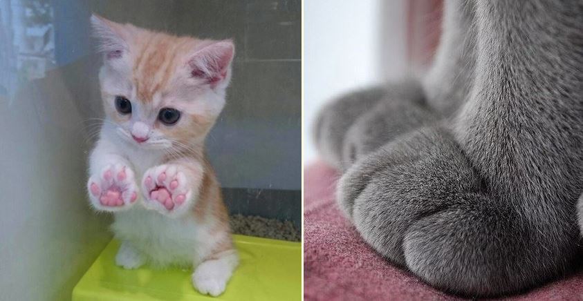 อุ้ง อุ้ง และก็อุ้ง เพราะนี่คือ 18 ภาพ “อุ้งเท้าแมว” ที่จะทำให้คุณรู้สึกน่ารักจนชวนหมั่นเขี้ยว