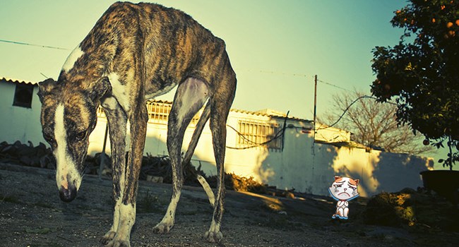 ‘Holocaust of Greyhounds’ ประเพณีสุดโหดจากสเปน ที่ฆ่าสุนัขนักล่านับหมื่นตัวทุกปี!!