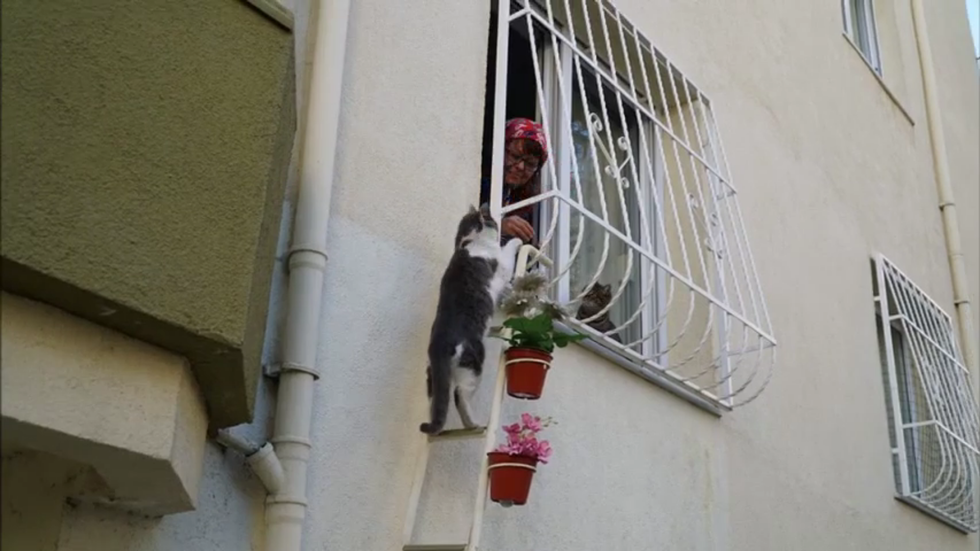 หญิงสร้าง “บันไดแมว” ไว้ข้างหน้าต่าง เพื่อให้แมวจรจัดแวะมาหลบภัยหนาวในบ้านได้!!