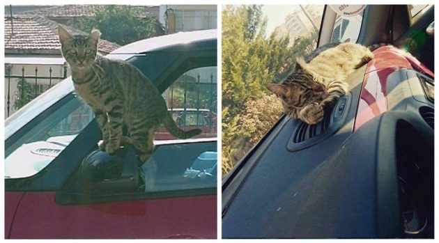 Leo แมวจรเจ้าเล่ห์ แอบเข้าไปในรถของมนุษย์แบบเนียนๆ บังคับให้รับไปเลี้ยง!?