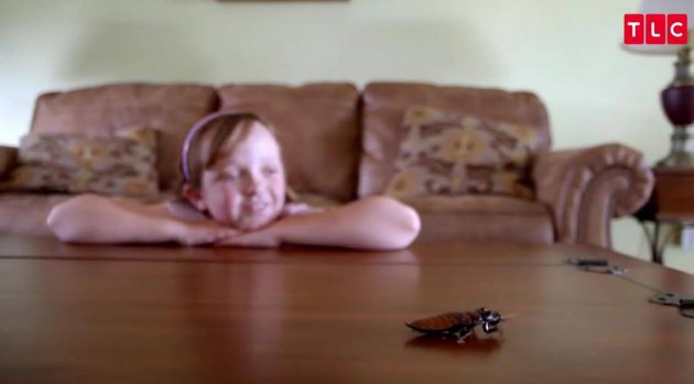 อะจึ๋ย… เด็กหญิงชาวอเมริกันผู้หลงใหล “แมลงสาบ” เลี้ยงจนออกลูกหลานนับพันตัว