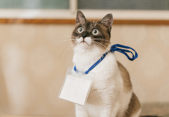 ไปดู 10 อันดับ “ชื่อน้องแมว” สุดน่ารัก ที่คนญี่ปุ่นใช้มากที่สุดในช่วงต้นปี 2017!!