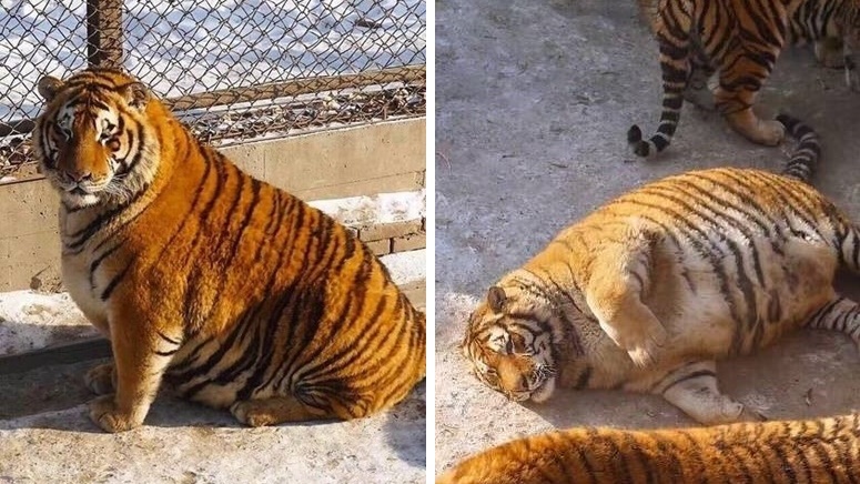 ความจริงของภาพ “เสืออ้วน” ที่ชาวเน็ตแชร์กัน แท้จริงคือการเพิ่มไขมันเพื่อให้ทนอากาศหนาว