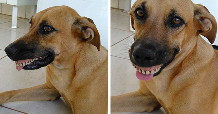 เจ้าของโพสต์รูป “หมาที่หยุดยิ้มไม่ได้” หลังไปคุ้ยดินในสวนหลังบ้าน สร้างความฮาทั่วเน็ต!!