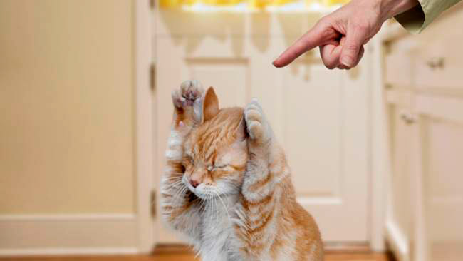 นี่คือ 8 เหตุการณ์ที่ “คนเลี้ยงแมว” จะต้องเจอเป็นประจำในทุกๆ เช้า ถ้าไม่ใช่ให้เตะเลย!!