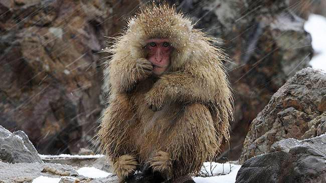 คิดเห็นอย่างไร!? กรณีญี่ปุ่นปลิดชีพลิงหิมะ 57 ตัว หลังตรวจพบพันธุ์ผสมจากลิงต่างถิ่น