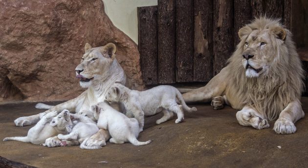 ภาพครอบครัวใหญ่ของ “สิงโตขาว” ในเยอรมนี ทั้งอบอุ่นและอบอวลความมุ้งมิ้ง น่ารักมากกก