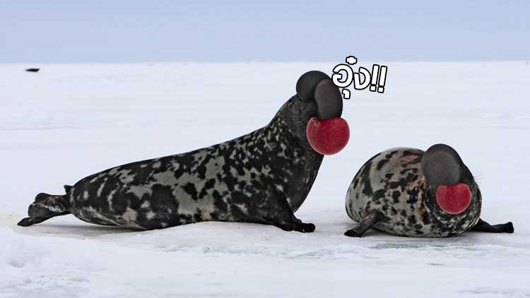 นี่คือ “Hooded Seal” แมวน้ำที่ยกระดับความอุ๋งไปอีกขั้น ด้วย “ถุงพองลม” บนหัวของมันเอง