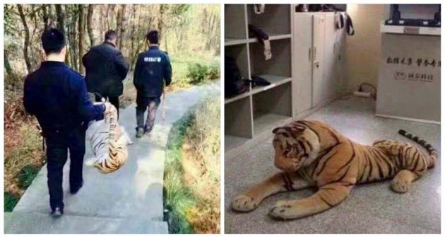 ตำรวจจีนได้รับแจ้ง เสือบุกสวนสาธารณะ รีบระดมกำลังปิดล้อมจับ แล้วพบว่ามันคือ… “ตุ๊กตา”