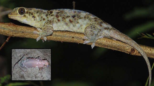 นี่คือ “Geckolepis megalepis” ตุ๊กแกพันธุ์ใหม่ มีเกล็ดคล้ายปลา แถมลอกหนีศัตรูได้อีก
