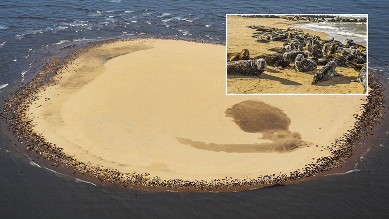 เซอร์ไพรส์!! แมวน้ำกว่า 4,000 ตัว แห่ชุมนุมอาบแดดบนหาดทราย โดยไม่ได้นัดหมาย