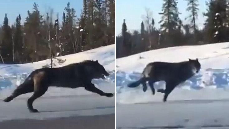 หญิงสาวพบ ‘หมาป่าสีดำ’ วิ่งตีคู่รถยนต์กลางถนน ไม่ค่อยปรากฏตัวให้ใครได้เห็นบ่อยนัก!!