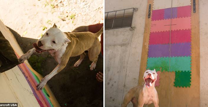ขอแนะนำให้รู้จักกับ Antara หมาพิตบูลสุดเทพ เจ้าของสถิติ ‘ไต่กำแพงสูงที่สุดในโลก’
