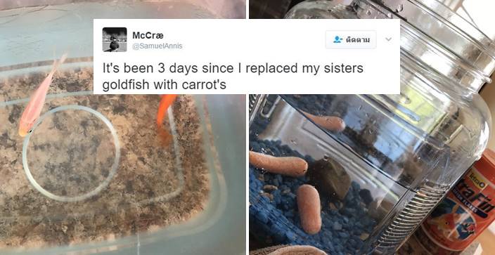พี่ชายแกล้งน้องสาว เปลี่ยนปลาทองให้เป็นแครอท ผ่านไป 3 วันน้องก็ยังไม่รู้ว่าปลาหายไป!?