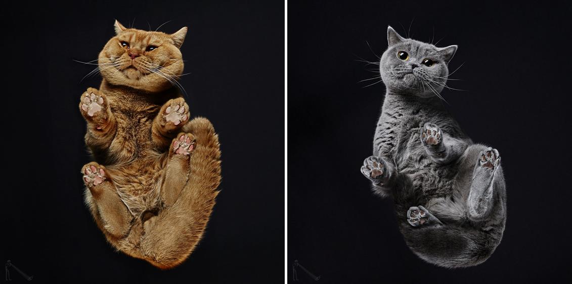 ศิลปินปล่อยภาพชุด “Under-Cats” มุมมองแมวข้างใต้ที่มักจะไม่ค่อยเห็น เว้นแต่มันจะหงายท้อง