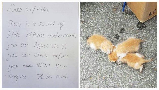 กระดาษโน้ตจากคนแปลกหน้า ที่ทำให้รู้ว่ามีแมวน้อย 3 ตัวติดใต้ท้องรถ และต้องการความช่วยเหลือ