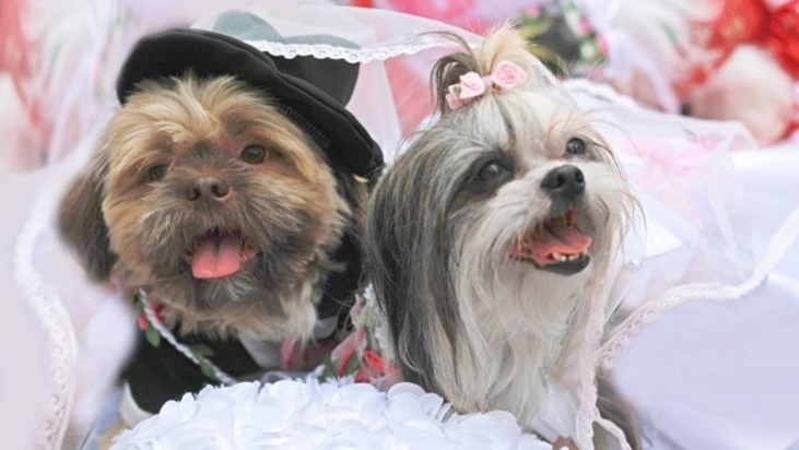 มนุษย์ ‘จัดงานแต่งให้สุนัข’ ที่คบหาดูใจกันมาแรมปี เพื่อนสุนัขร่วมยินดีกันคับคั่ง!!